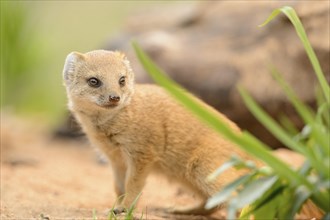 Close-up of a Yellow Mongoose (Cynictis penicillata) youngster standing on the ground in spring