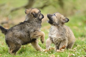 Close-up of two mixed breed dog puppies in a garden in spring