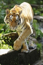 Close-up of a Siberian tiger (Panthera tigris altaica) in a forest, captive