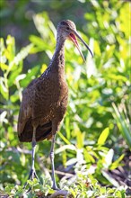 Limpkin (Aramus guarauna) Pantanal Brazil