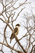 Laughing falcon (Herpetotheres cachinnans) Pantanal Brazil