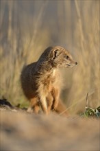 Yellow Mongoose or red meerkat (Cynictis penicillata) standing in sand