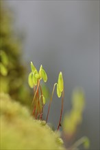 Close-up of Moss with spore capsules (Byrum) on a stonewall in spring