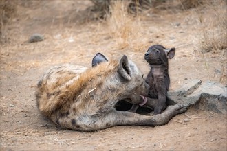 Spotted hyenas (Crocuta crocuta), adult female licking young, lying down, suckling her young,