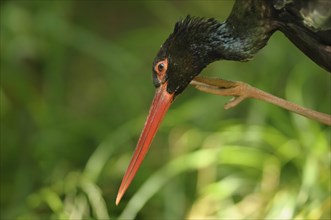 Black stork (Ciconia nigra), portrait, captive, Germany, Europe