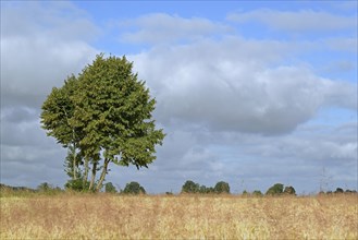 Deciduous tree, maple (Acer) by a grain field, blue cloudy sky, North Rhine-Westphalia, Germany,
