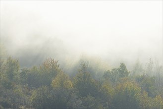 Deciduous forest in autumn, sunbeams penetrate the rising fog, Moselle, Rhineland-Palatinate,