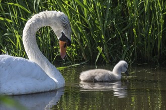 Young mute swan (Cygnus olor) with adult, Lower Saxony, Germany, Europe