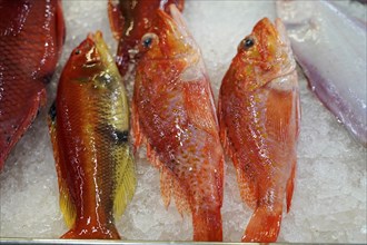 Market hall, Mercado de Nuestra Senora de Africa, Santa Cruz de Tenerife, Tenerife, Canary Islands,