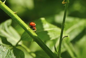 Ladybird, May, Germany, Europe