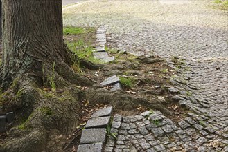 Power of nature, tree roots lift paving stones, Germany, Europe