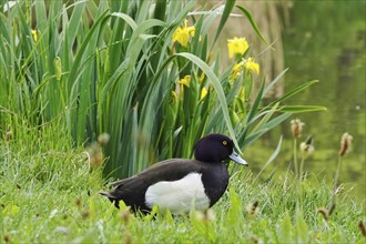 Tufted duck, May, Germany, Europe