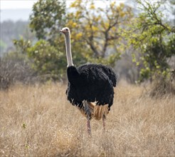 Common ostrich (Struthio camelus), adult male, with grass in beak, funny, Kruger National Park,