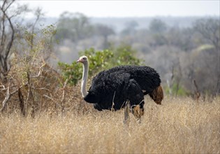 Common ostrich (Struthio camelus), adult male, in dry grass, Kruger National Park, South Africa,