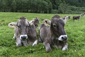 Allgaeu cows in a meadow, gabled house, Bad Hindelang, Allgaeu, Bavaria, Germany, Europe