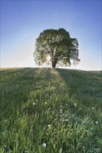 Peace lime tree, Tilia, on the Wittelsbacher Hoehe, 881m, Illertal, Allgaeu, Bavaria, Germany,