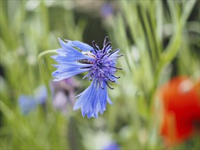 Cornflower (Centaurea cyanus), near Heimschuh, Styria, Austria, Europe