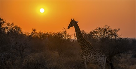 Southern giraffe (Giraffa giraffa giraffa) backlit by the sun at sunset, African savannah, Kruger