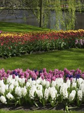 Colourful flower bed with hyacinths and tulips in different colours, many colourful, blooming