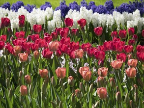 Red tulips and white and purple hyacinths in a spring bed, many colourful, blooming tulips in