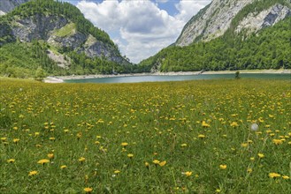 Wide meadow with yellow flowers, a lake in the background, surrounded by green mountains under a