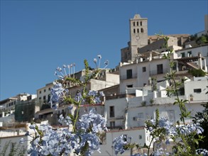 Blooming flowers in front of a historic Mediterranean town with white houses and a bright blue sky,