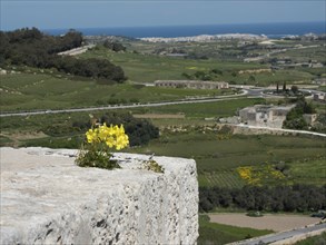 Rocks with yellow flowers in the foreground, behind them lies a green landscape and a wide sea
