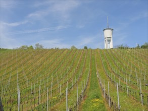 Green vineyards lead to a white water tower under a bright blue sky on a sunny day, green vines on