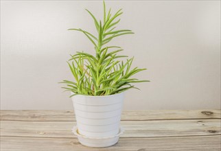 Aloe barbadensis, Aloe Vera plant in white flower pot on wooden tabletop
