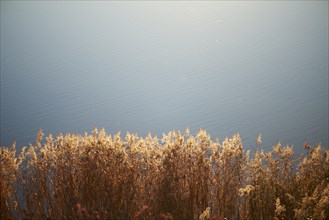 Landscape of common reed (Phragmites australis) beside a lake on a evening in autumn, Upper