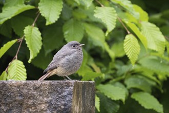 A redstart (Phoenicurus ochruros), young bird, sitting on a wall, surrounded by green leaves,