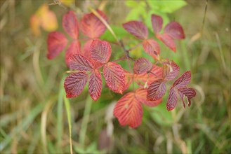 Close-up of blackberry (Rubus allegheniensis) leaves in fall, Bavaria, Germany, Europe