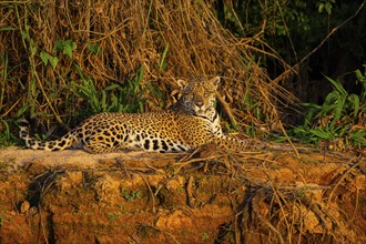 Jaguar (Panthera onca) Pantanal Brazil