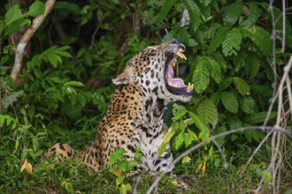 Jaguar (Panthera onca) Pantanal Brazil
