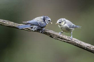 Blue tits (Parus caerulea), adult bird feeding young, Emsland, Lower Saxony, Germany, Europe
