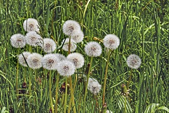 Meadow with dandelions, common dandelion (Taraxacum sect. Ruderalia), Allgaeu, Bavaria, Germany,