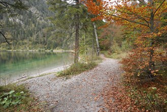 Landscape of a little trail going beside a clear lake (Plansee) in autumn in Tirol