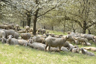 Close-up of a herd of house-sheep (Ovis aries) in a fruit grove in spring