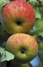 Two ripe apples hanging on a tree with green leaves Alkmene, old apple variety