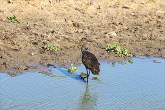 Limpkin (Aramus guarauna) Pantanal Brazil