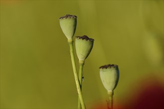 Close-up of seed capsules from a Corn poppy (Papaver rhoeas) in summer