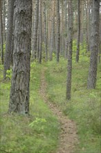 Landscape of a trail going through a Scots pine (Pinus sylvestris) forest in spring, Upper