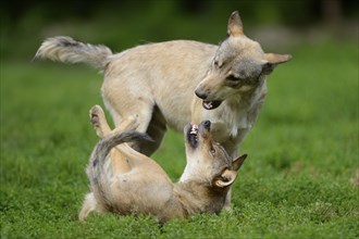 Two algonquin wolves (Canis lupus lycaon) fighting in a meadow, captive, Germany, Europe