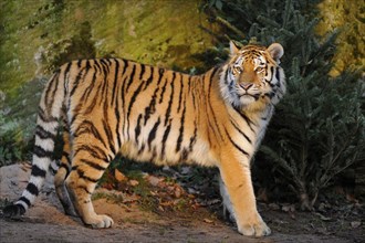 Siberian tiger or Amur tiger (Panthera tigris altaica) in the wilderness by sunset