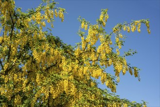 Golden chain (Laburnum) or Golden rain in Ystad, Scania, Sweden, Scandinavia, Europe