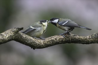 Great tits (Parus major), feeding young birds, Emsland, Lower Saxony, Germany, Europe