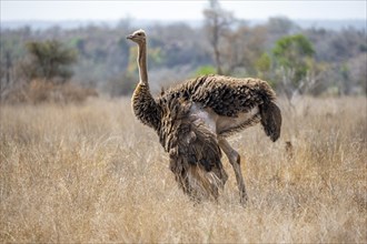 Common ostrich (Struthio camelus), adult female, in dry grass, Kruger National Park, South Africa,
