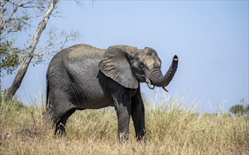 African elephant (Loxodonta africana), with trunk raised, African savannah, Kruger National Park,