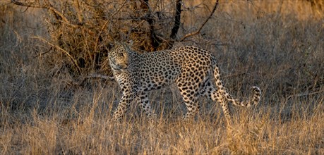 Leopard (Panthera pardus) running through dry grass, adult, in the evening light, Kruger National