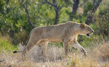 Lion (Panthera leo), adult female, walking through tall grass, African savannah, Kruger National